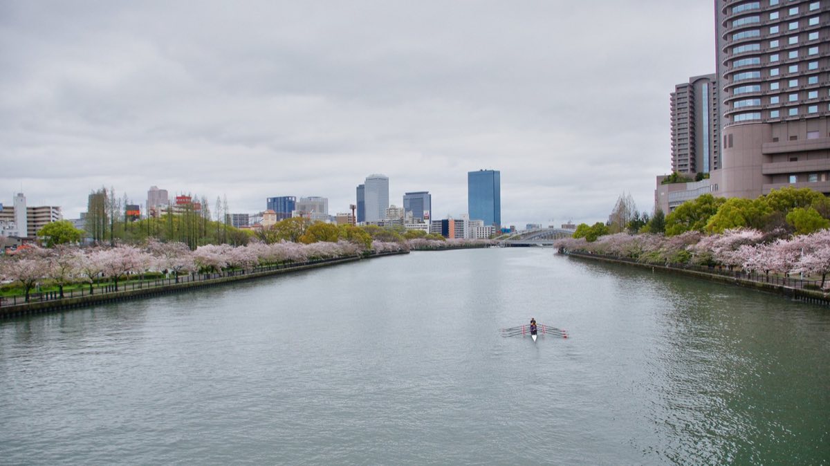 Cherry blossoms along the Okawa river at Sakuranomiya, Osaka