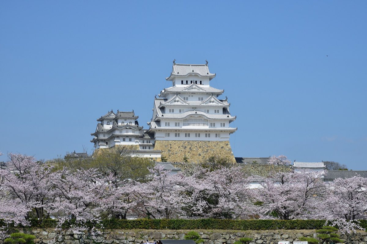Himeji Castle with cherry blossoms
