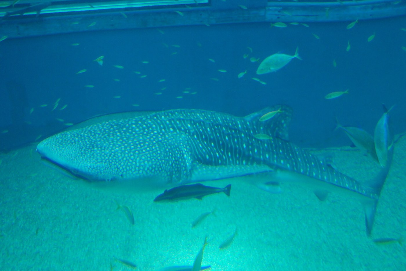 A whale shark in the central tank at Osaka Aquarium Kaiyukan